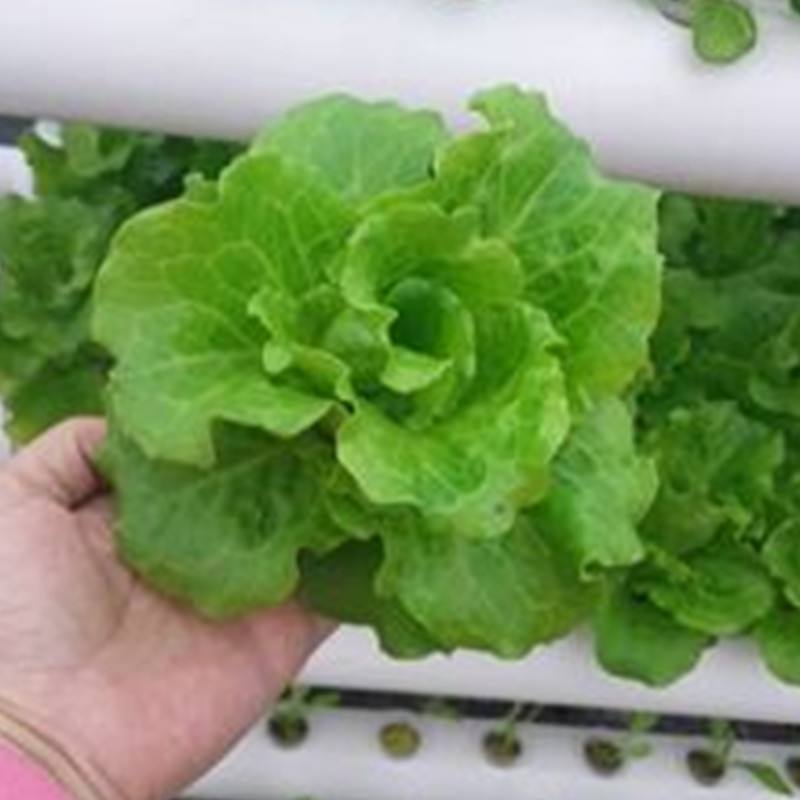 陽臺(tái)種菜論壇,陽臺(tái)菜園陽臺(tái)種菜論壇  第1張