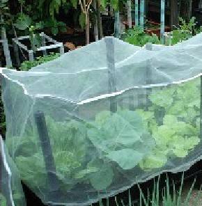陽臺(tái)種菜論壇,陽臺(tái)菜園陽臺(tái)種菜論壇  第2張